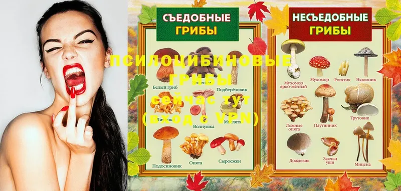 Галлюциногенные грибы Psilocybine cubensis Россошь